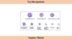 Erythropoiesis process