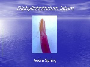 Diphyllobothrium latum Audra Spring Review Known as the