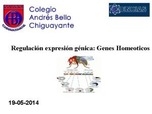Regulacin expresin gnica Genes Homeoticos 19 05 2014