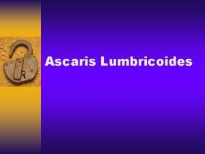 Ascaris Lumbricoides Ascaris Lumbricoides Ascaris lumbricoides common saying