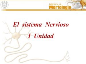 Cuadro sinoptico sistema nervioso