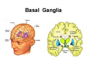 Basal Ganglia BASAL GANGLIA Involved in the control