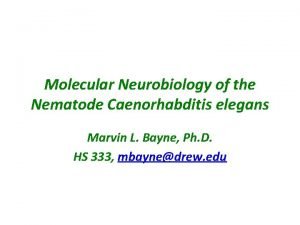 Molecular Neurobiology of the Nematode Caenorhabditis elegans Marvin