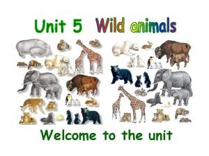 10 lines on wild animals