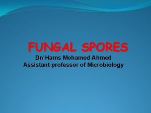 FUNGAL SPORES Dr Hams Mohamed Ahmed Assistant professor