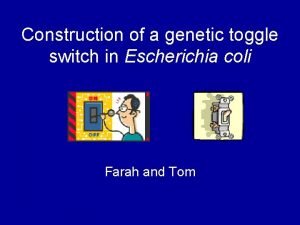 Construction of a genetic toggle switch in escherichia coli