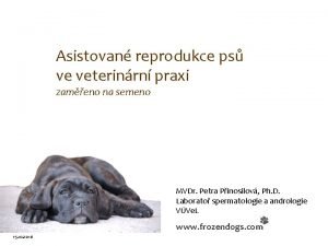 Asistovan reprodukce ps ve veterinrn praxi zameno na