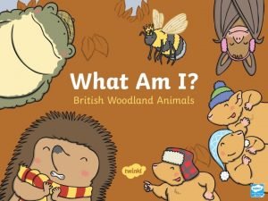 Woodland Animal Riddles Can you follow the clues