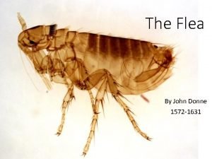 The Flea By John Donne 1572 1631 The