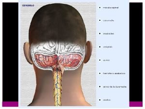 Cerebelo Diferentes grados de desarrollo en vertebrados muy