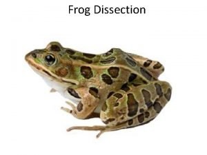 Frog dissection tools