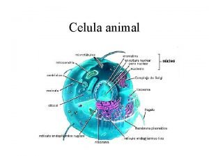 Celula animal Celula vegetal CELULA VEGETAL Membrana celular