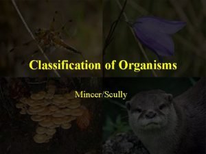 Classification of Organisms MincerScully Why Classify To make