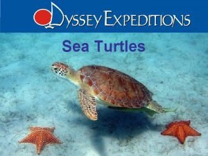 Sea Turtles Introduction Air breathing reptiles Inhabit temperate