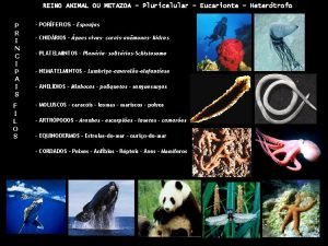 REINO ANIMAL OU METAZOA Pluricelular Eucarionte Hetertrofo P