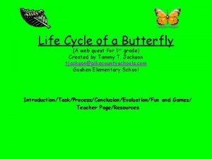 Conclusion butterfly life cycle