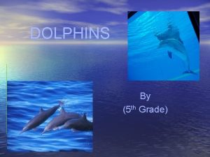 DOLPHINS By 5 th Grade Biome Dolphins live