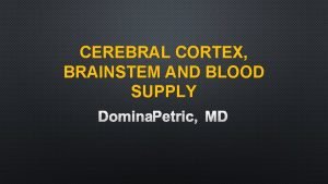 CEREBRAL CORTEX BRAINSTEM AND BLOOD SUPPLY DOMINA PETRIC