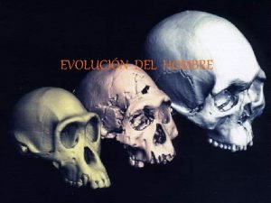 Australopithecus resumen Australopithecus resumen