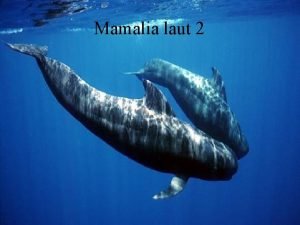 Mamalia laut 2 PINNIPEDS Pinnipeds adalah mamalia laut