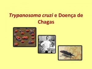 Trypanosoma cruzi e Doena de Chagas Agente Etiolgico