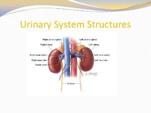 Diagram of the renal system