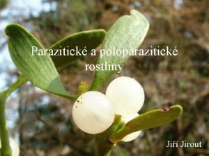 Parazitick a poloparazitick rostliny Ji Jirout Parazitismus Definice