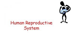 Human Reproductive System Male Reproductive System Sperm Formation