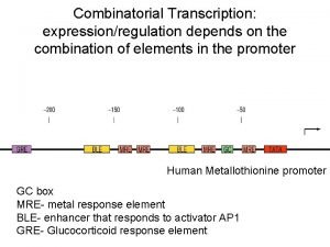 Combinatorial Transcription expressionregulation depends on the combination of