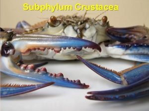 Subphylum Crustacea Subphylum Crustacea Oko 40 000 vrsta