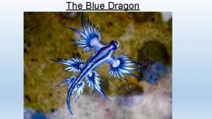 Blue dragon diet Blue dragon diet