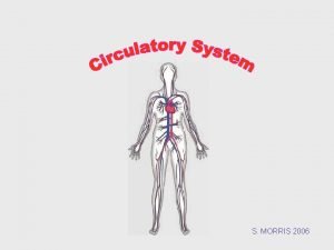 What makes up the cardiovascular system