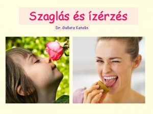 Szagls s zrzs Dr Gallatz Katalin A szaglrendszer