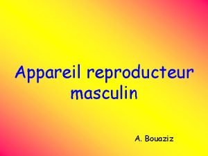 Appareil reproducteur masculin A Bouaziz 1 Diffrenciation sexuelle