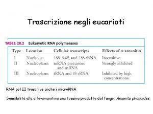 Trascrizione negli eucarioti RNA pol II trascrive anche