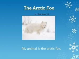 Arctic fox continent