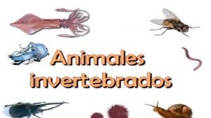 Los Equinodermos CARACTERSTICAS GENERALES Son marinos Tienen forma