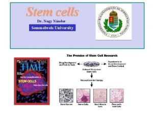 Stem cells Dr Nagy Nndor Semmelweis University Potency