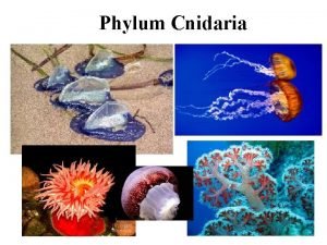 Two body forms of cnidarians