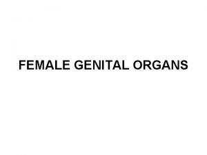 FEMALE GENITAL ORGANS Internal female genital organs Ovarium