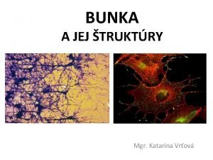 Bunkovu stavu obsahuje