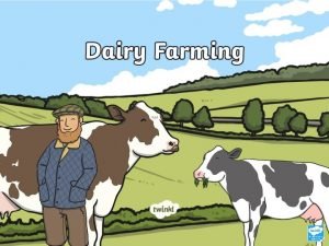 Aim To learn about dairy farming Success Criteria