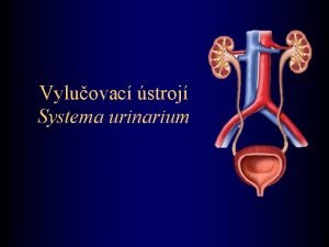 Ostia ureterum Ostia ureterum