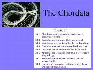 Chordates phylogenetic tree