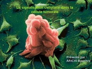 La signalisation cellulaire dans la cellule tumorale Prsent