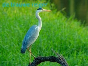 de blauwe reiger De blauwe reiger voedsel Vissen