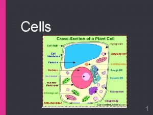 Cells 1 Cells the basic unit of Life