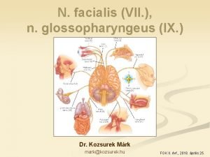 N facialis VII n glossopharyngeus IX Dr Kozsurek