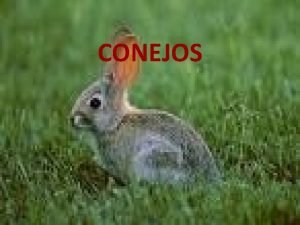 CONEJOS Taxonoma ORDEN Lagomorfos FAMILIA Ocotnidos Lepridos GNERO