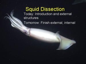 External structure of squid